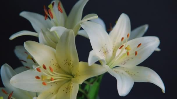 Hermosas flores de lirio blanco floreciendo sobre fondo negro, — Vídeos de Stock