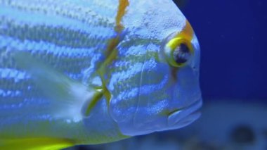 Symphorichthys Spilurus, Blue Lined Sea Bream okyanusta yüzüyor