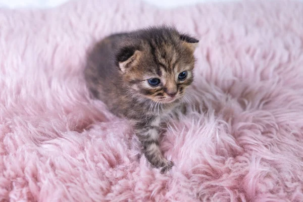 Britânico Shorthair cinza gatinho fica em um cobertor rosa — Fotografia de Stock