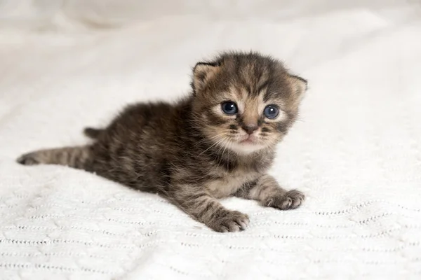 Cute striped British Shorthair kitten lying on white blanket — Stock Photo, Image