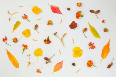 Sonbahar kurumuş yapraklardan yapılmış desen, beyaz arka planda meşe palamudu..