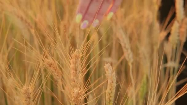 Mano de mujer tocando una espiga de trigo dorado en el campo de trigo. — Vídeo de stock