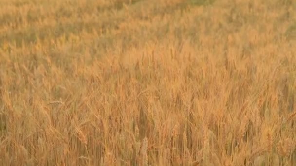 Vista del campo de trigo dorado natural. Tallos de trigo amarillo. — Vídeo de stock