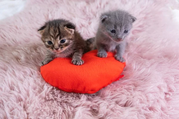 Dois pequenos gatinhos britânicos Shorthair em pé em forma de coração travesseiro vermelho — Fotografia de Stock