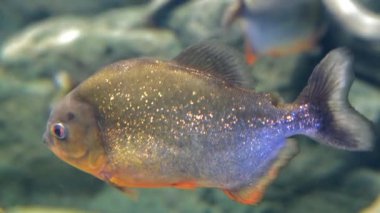 Akvaryumda yüzen yırtıcı tatlı su piranha balığı..