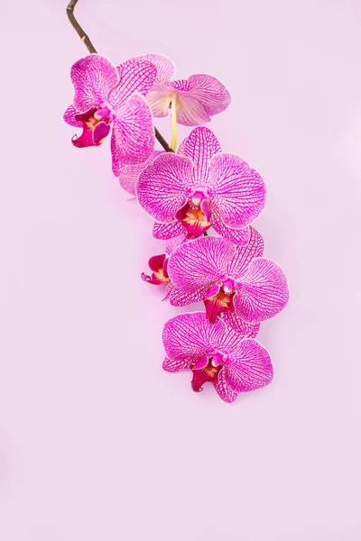 Beautiful gentle Orchid flower head on pink background. — Stock Photo, Image