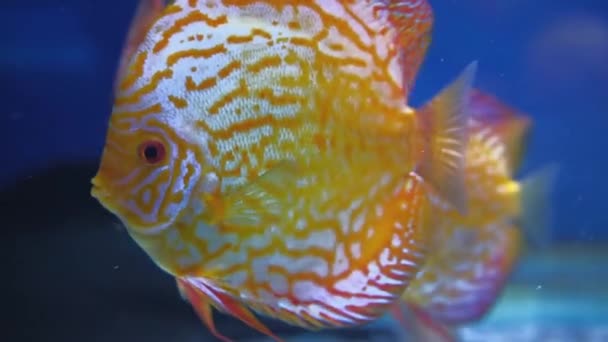 Färgglada Symphysodon diskus fisk simmar i akvariet. — Stockvideo