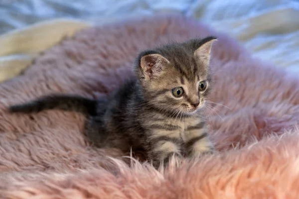 Británico taquigrafía gris gatito stands en un rosa manta —  Fotos de Stock