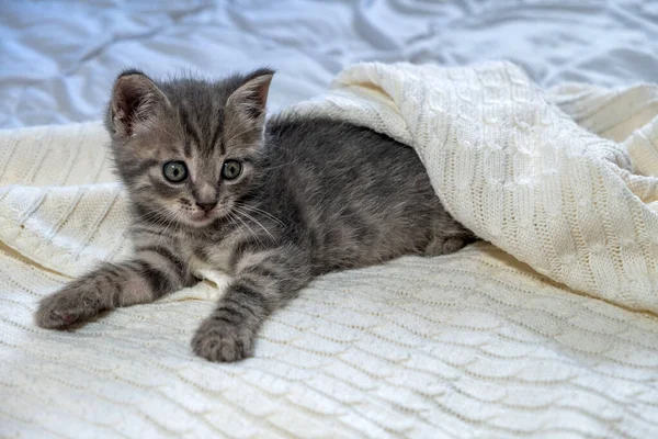 Bonito listrado britânico Shorthair gatinho deitado no cobertor branco — Fotografia de Stock