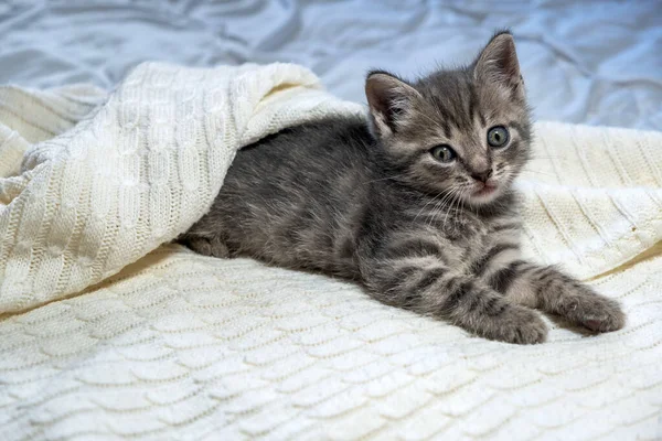 Bonito listrado britânico Shorthair gatinho deitado no cobertor branco — Fotografia de Stock