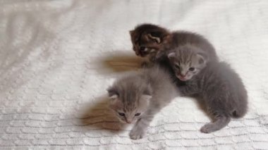 Üç küçük İngiliz Shorthair kedisi iki haftalık, Beyaz Halı üzerinde emekliyorlar..