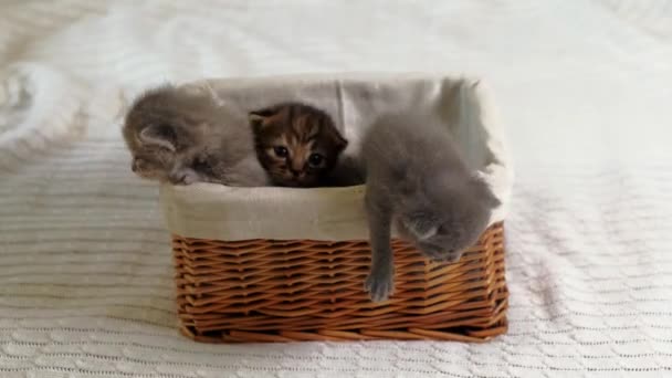 4k Cute little Ciekawy zabawy brytyjski krotkie kocięta wspiąć się z koszyka — Wideo stockowe