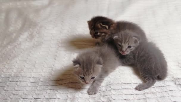 Trzy małe brytyjskie kociaki mają dwa tygodnie, czołgają się na białym dywanie. — Wideo stockowe