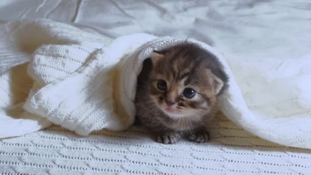 Lindo poco británico taquigrafía gatito acostado en cama bajo un manta. — Vídeo de stock