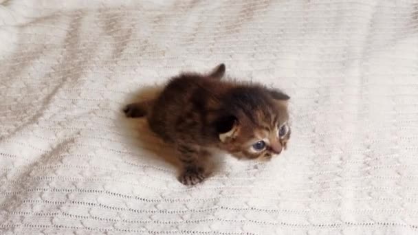 One little British Shorthair Kitten are two weeks old, Crawling on a White Rug. — Stock Video