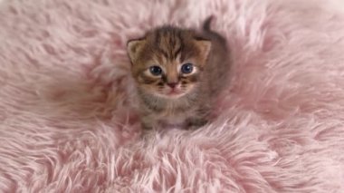 Küçük İngiliz Shorthair Kedi Pembe bir kilim üzerinde emekliyor
