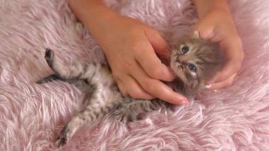 Erkek eli küçük şirin İngiliz Shorthair Kediciğiyle oynar