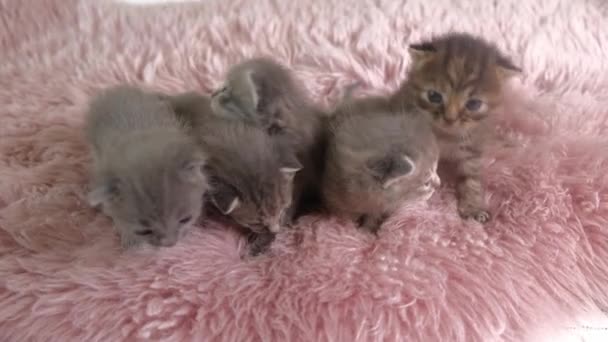 Five little British Shorthair Kittens are two weeks old, Crawling on a White Rug. — Stock Video