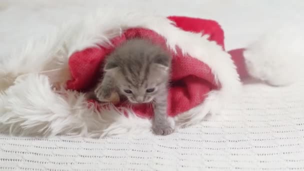 4k Little British Stenografisch Kitten Kruipen op Kerstmis Santa Hat. — Stockvideo