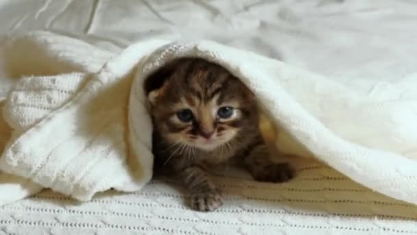 Bonito pequeno Britânico Shorthair Kitten Deitado na cama sob um cobertor. — Vídeo de Stock