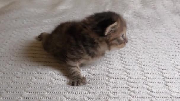 One little British Shorthair Kitten are two weeks old, Crawling on a White Rug. — Stock Video
