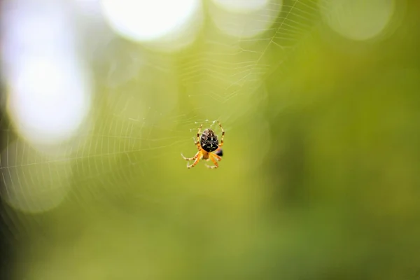 Aranha na floresta a teia de aranha — Fotografia de Stock