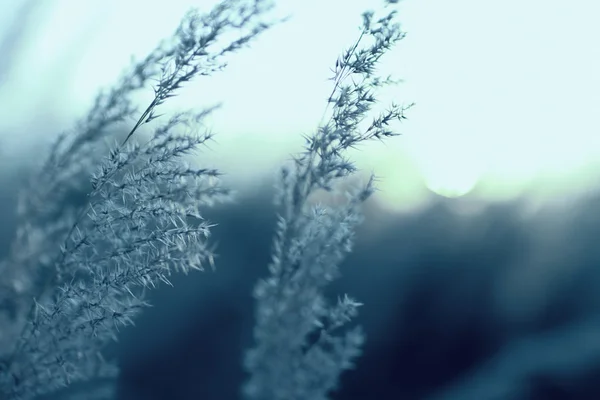 A Grass sunset — Stock Photo, Image