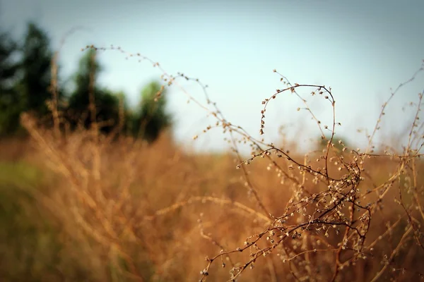 Mooie droge bush op het gebied — Stockfoto