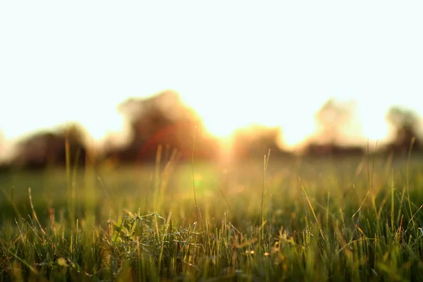 Um pôr-do-sol de grama — Fotografia de Stock