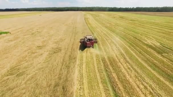 Cosechadora en el campo — Vídeos de Stock