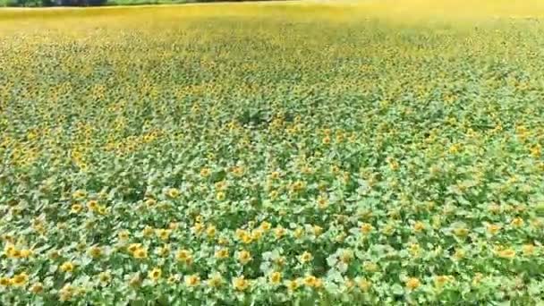 Girasoles desde una altura — Vídeos de Stock