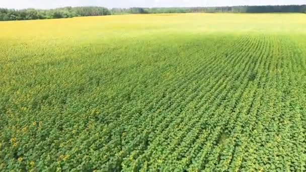 Girasoles desde una altura — Vídeos de Stock