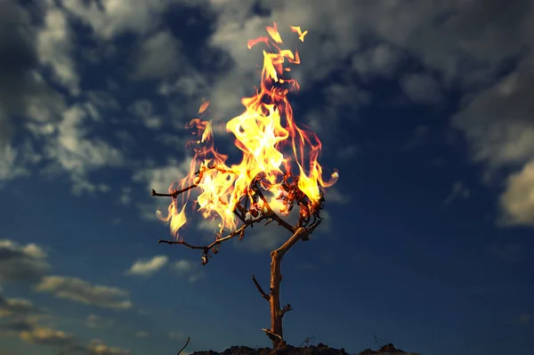 Burning bush describing a plot from the Bible against a blue sky. — Stock Photo, Image