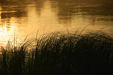Gün ağarırken gölün üzerindeki çimlerin silueti. Dramatik yatay manzara.