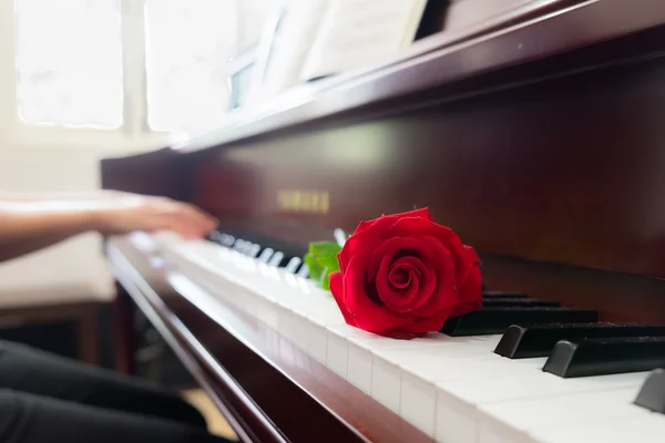 Musicien Jouant Piano Rose Rouge Avec Filtre Vintage — Photo