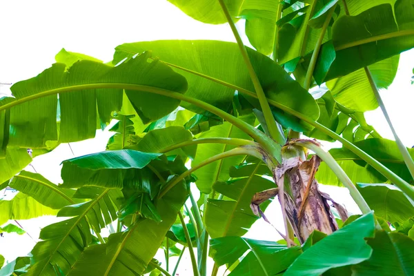 Isole Folha Banana Com Caminho Recorte — Fotografia de Stock