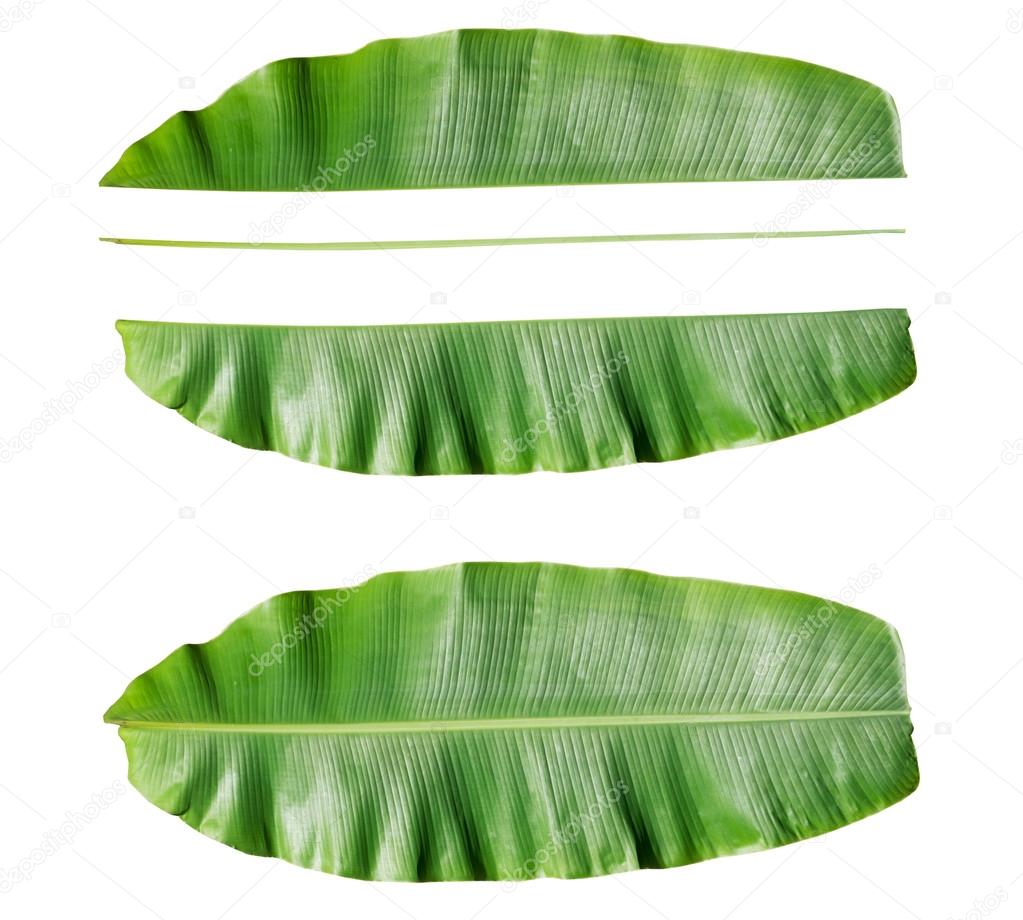 Fresh Banana leaf and component of banana leaf.