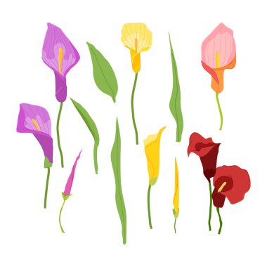 Kala çiçekleri ve yapraklardan oluşan zarif bir vektör kümesi. Minimalist botanik çizimler ambalaj tasarımı, davetiyeler, posterler, tekstil, markalaşma ve dekoratif projeler için mükemmeldir.