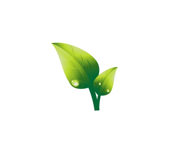Illustration of tea leaf. / Raw material of green tea. Camellia sinensis — Stock Vector