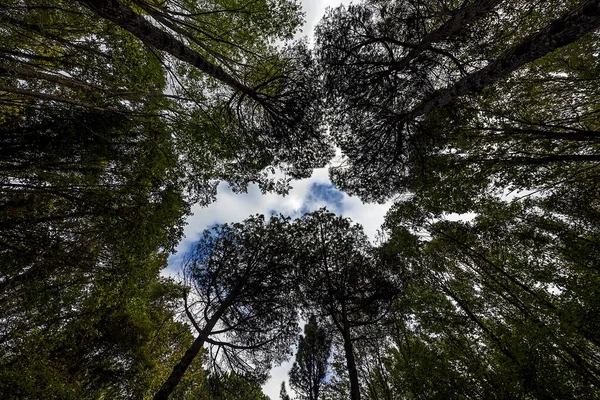 Ataturk Arboretum is a large green area in the Saryer district of Istanbul, on the Kemerburgaz-Baheky road, where trees and woody plants are displayed.