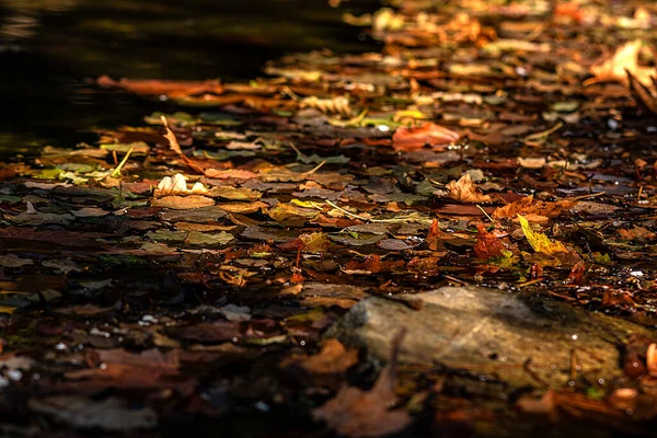 Jesienią Suszone Liście Wpadają Wody — Zdjęcie stockowe
