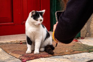Adatepe köyündeki fotoğrafçıya poz veren sevimli bir kedi.