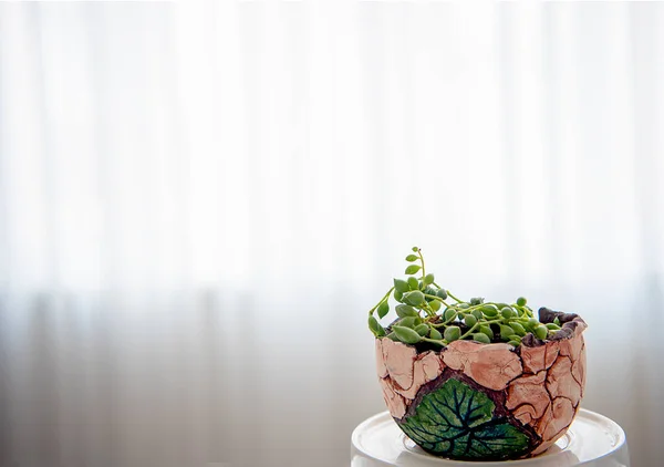 Senecio Rowleyanus evde dekoratif amaçlar için seramik kaplarda yetişir..