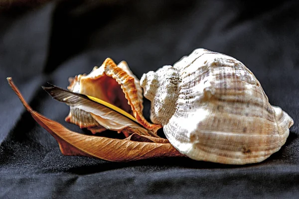 Objets Décoratifs Créés Avec Des Coquillages Des Plumes Oiseaux — Photo