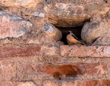 Tit bird standing in the hole in the wall of the ancient city