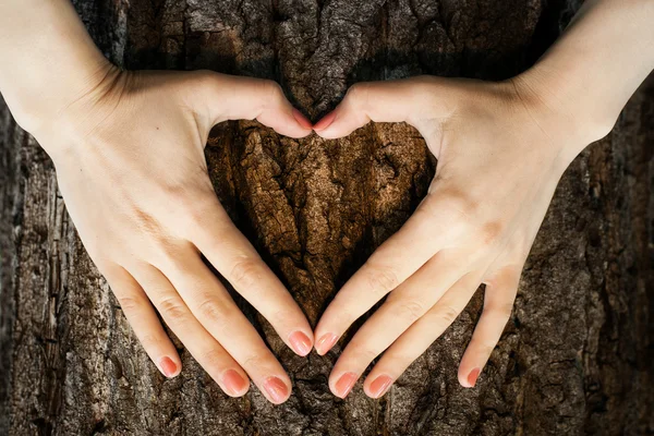 Eko simgesi kalp şekli ağacının gövde üzerinde
