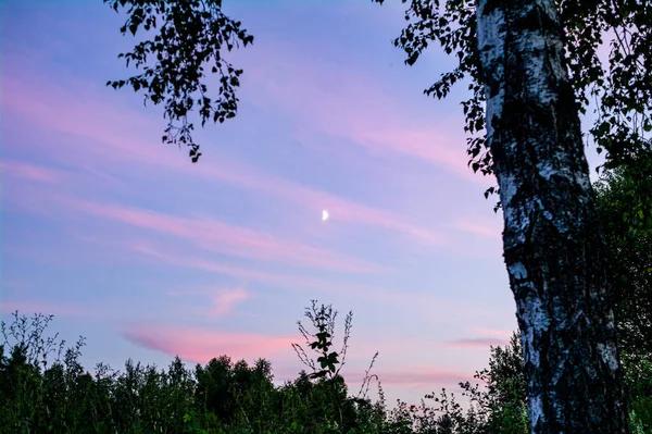 Wachsender Halbmond Sonnenuntergangshimmel Einem Sommerabend Und Äste — Stockfoto