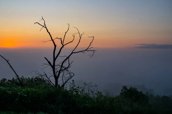 Treibholz Auf Dem Hintergrund Einer Nebligen Morgendämmerung Sommer — Stockfoto