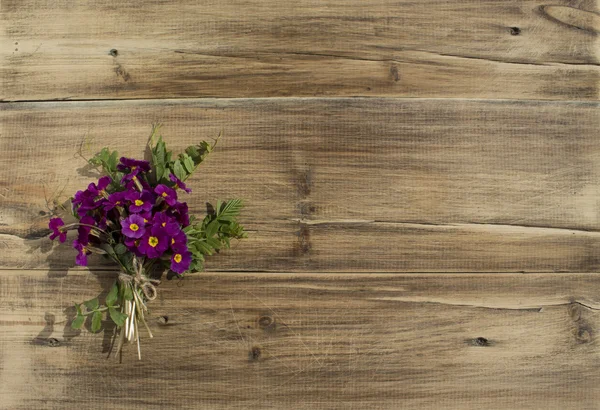 Um buquê de flores de prímula — Fotografia de Stock