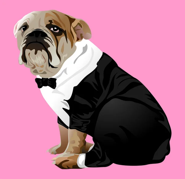 Bulldog anglais à Tuxedo — Image vectorielle